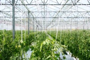 What are the Reasons to Study BSc in Agriculture